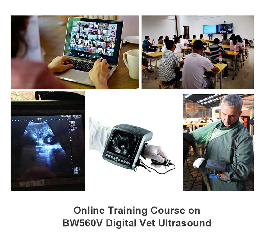 veterinary ultrasound scanning training
